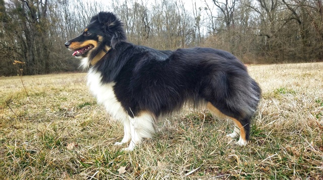 Porsche von Schnappi Schnapp